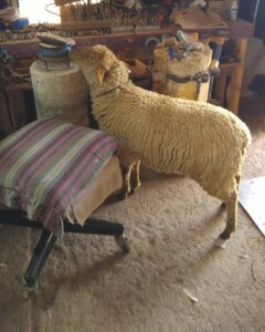 lamb in workshop